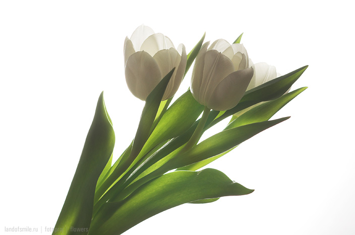 Flowers:9
