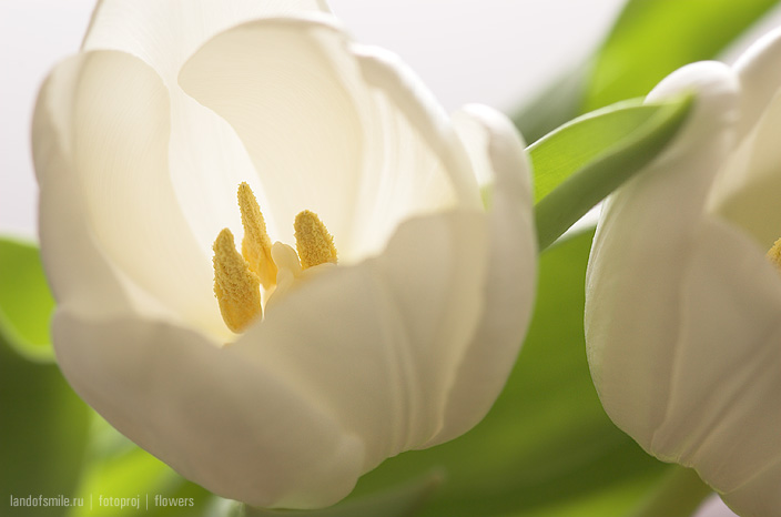 Flowers:6