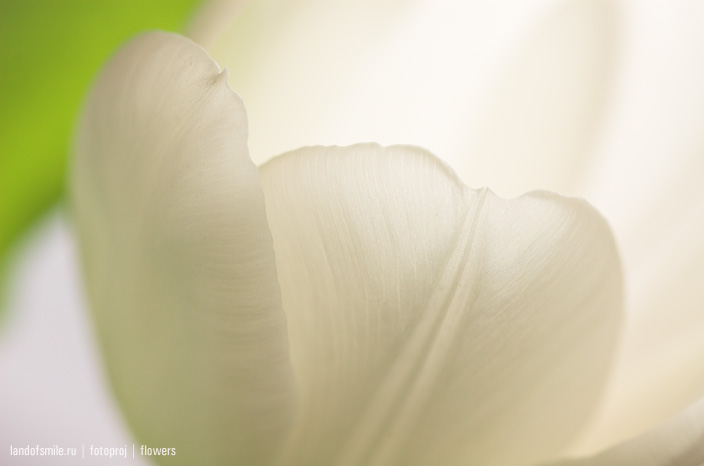 Flowers:4
