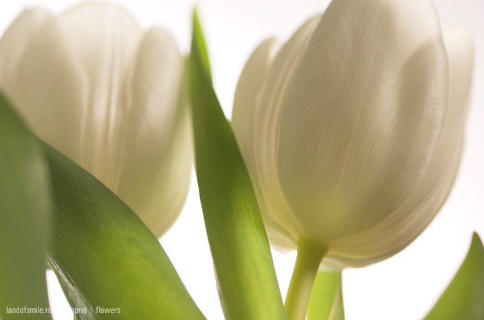 Flowers:6