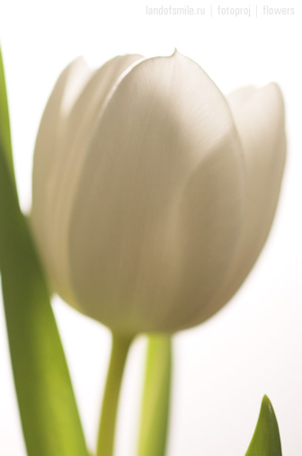 Flowers:5