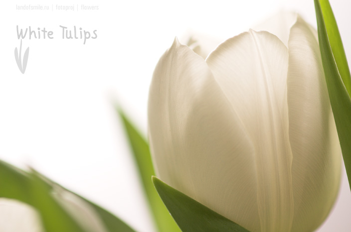 Flowers:1