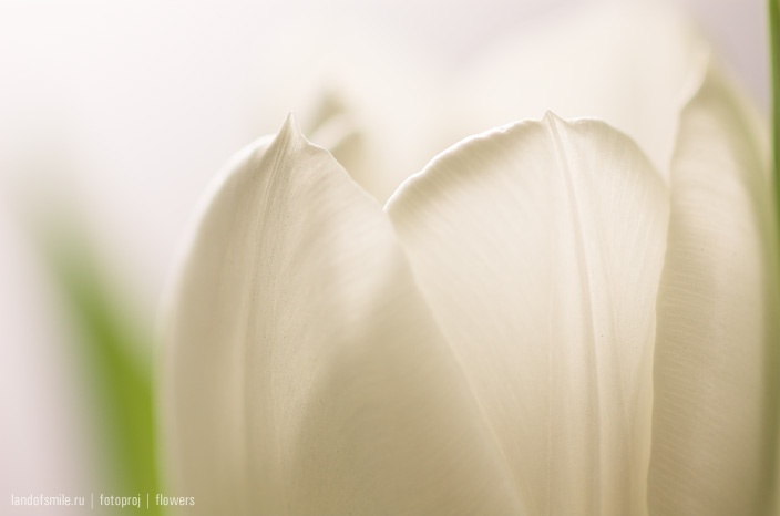Flowers:3