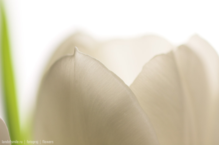 Flowers:8