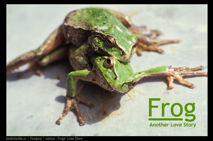 Frog. Another Love story