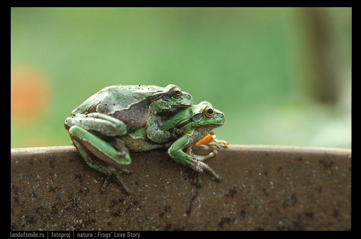 Frog. Another Love story