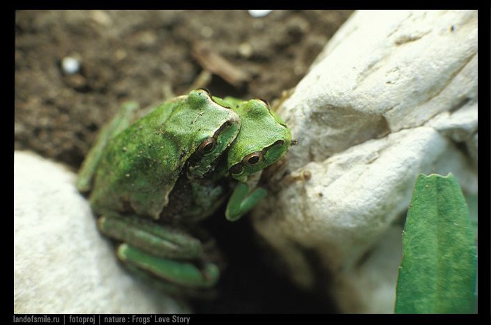 Frog. Another Love story