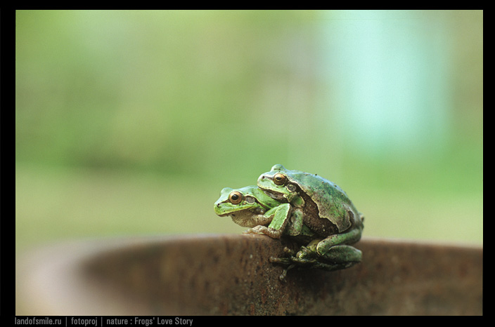 Frog. Another Love story