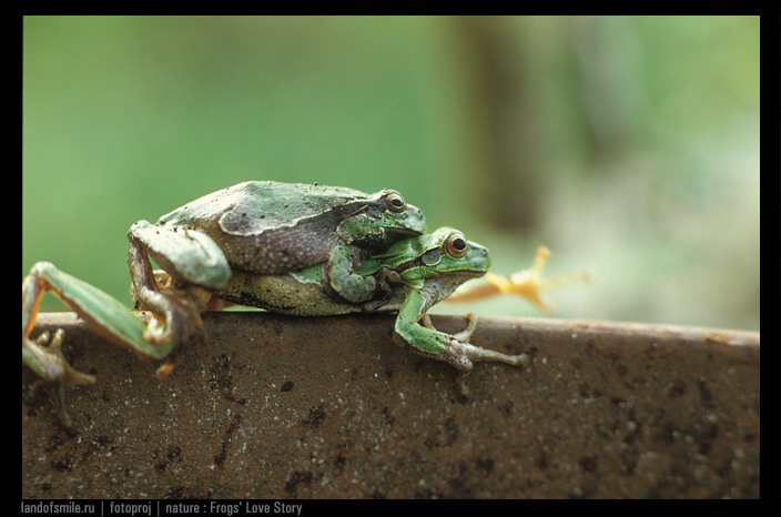 Frog. Another Love story